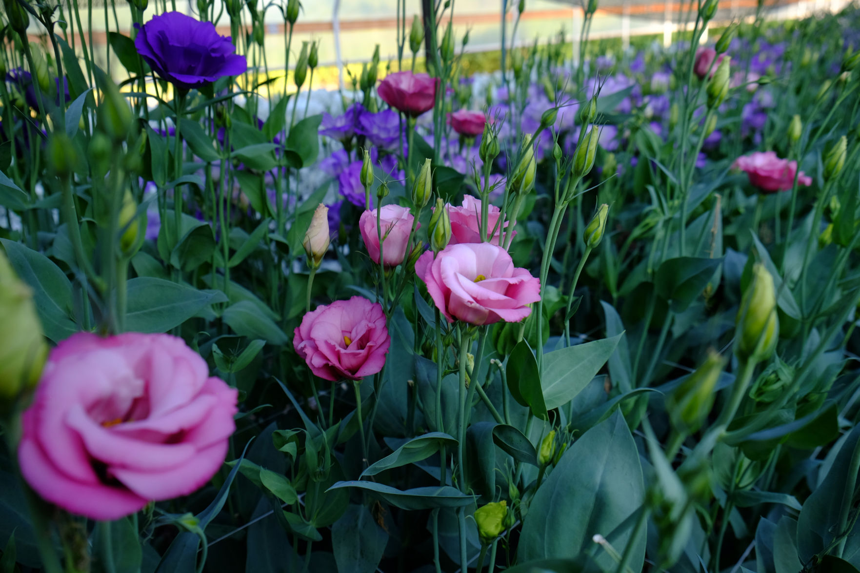 Lisianthus